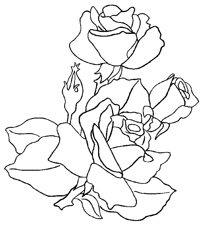 Rosas #29114