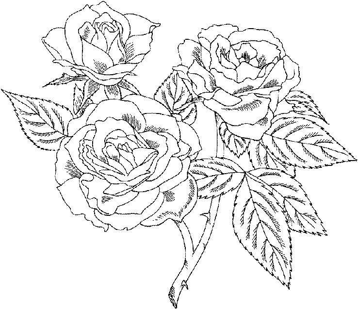 Rosas #29115
