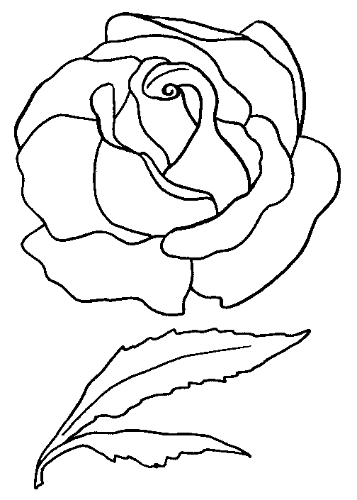 Rosas #29117