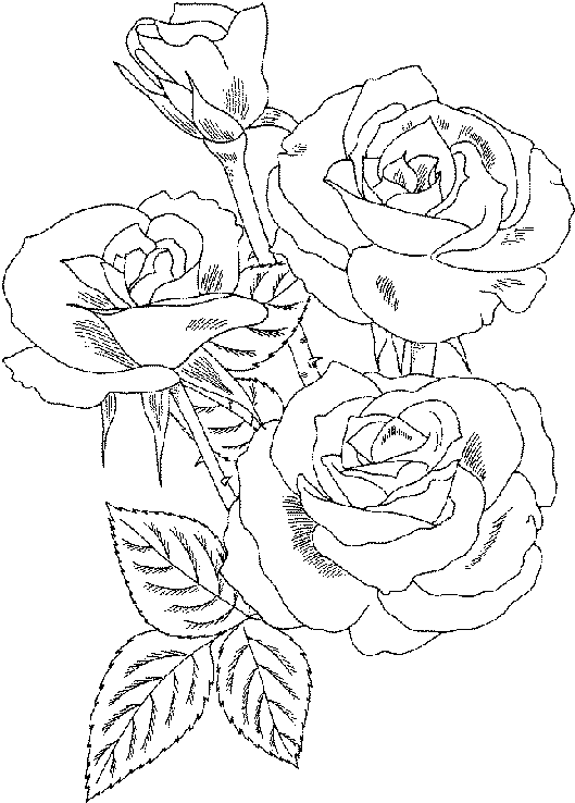 Rosas #29118