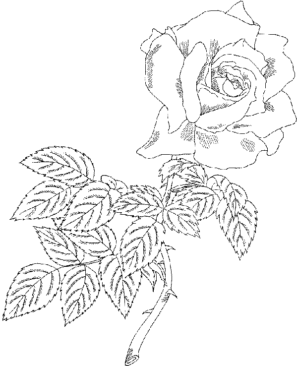 Rosas #29119