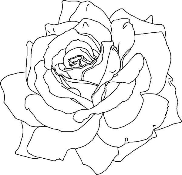 Rosas #29121