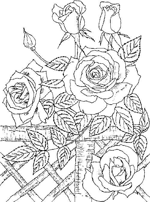 Rosas #29122