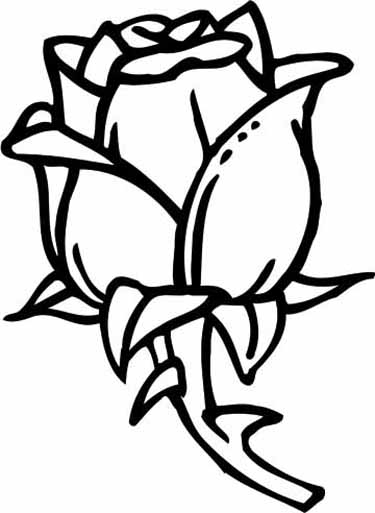 Rosas #29124