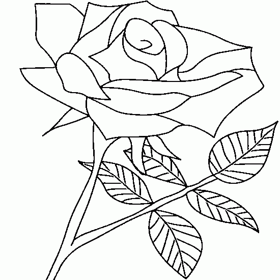 Rosas #29125