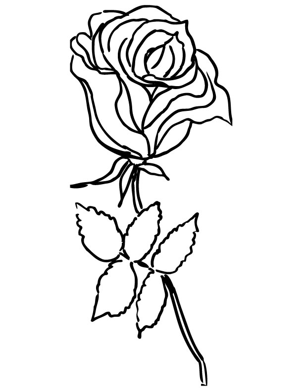 Rosas #29128