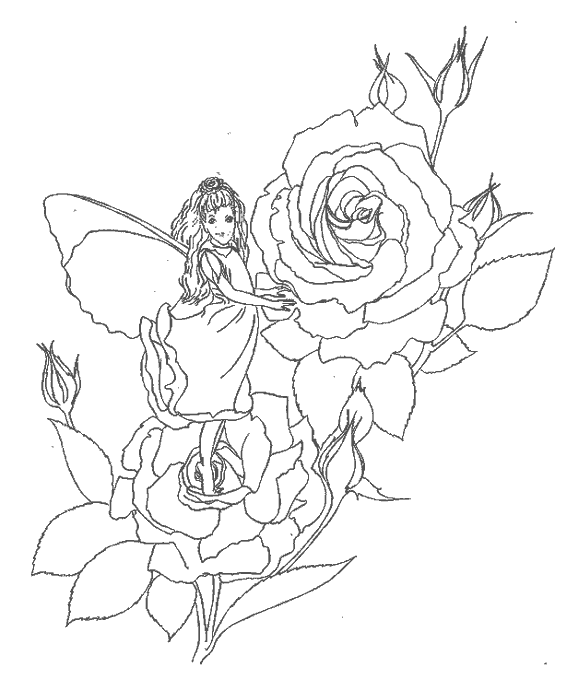 Rosas #29129