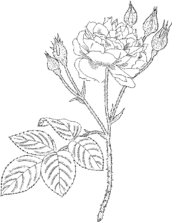 Rosas #29132
