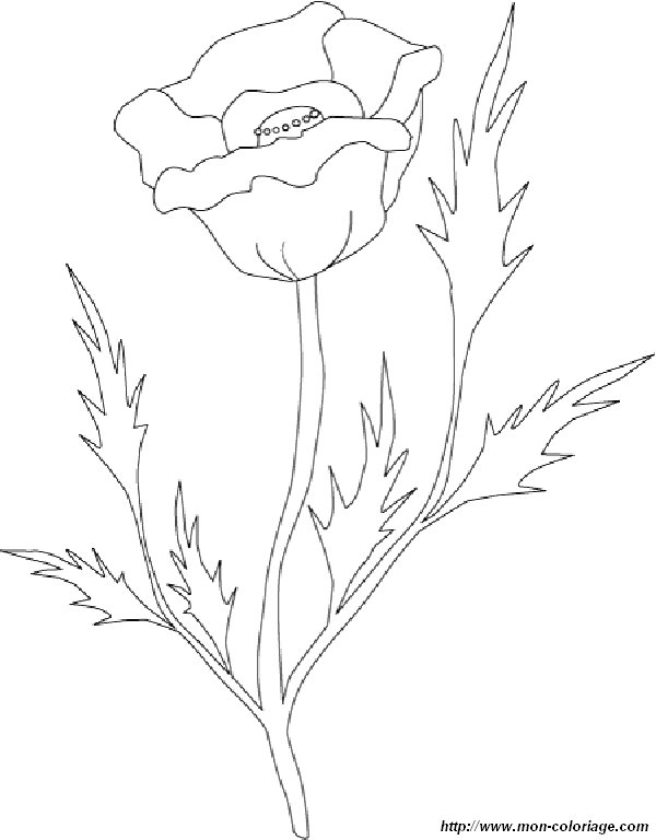 Rosas #29140
