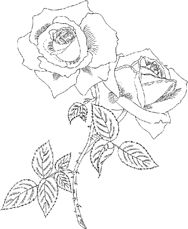 Rosas #29142