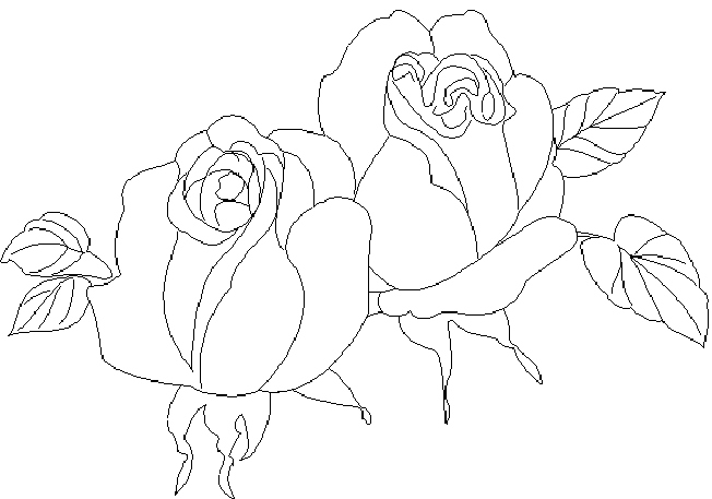 Rosas #29145