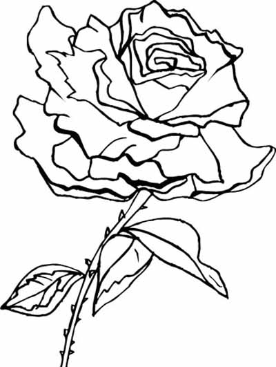 Rosas #29147