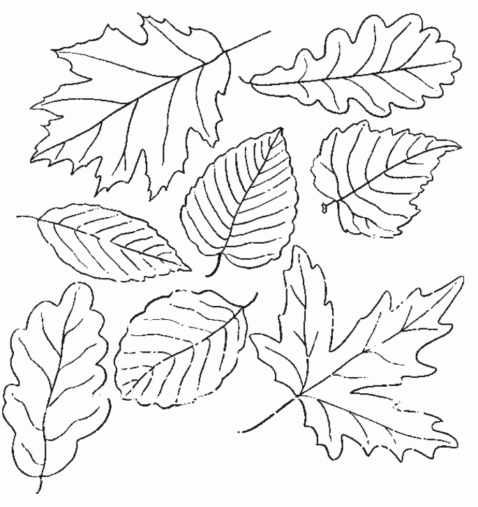 Temporada de Otoño #29589