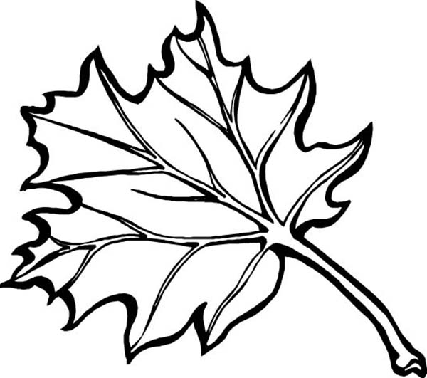 Temporada de Otoño #29743
