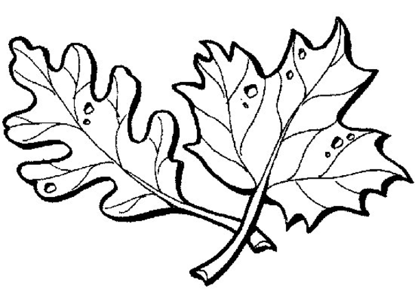 Temporada de Otoño #29756