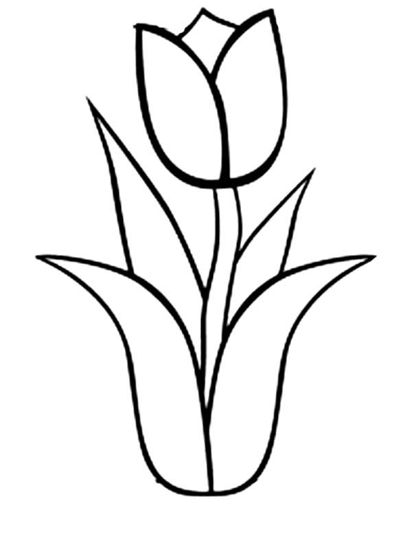 Tulipán #30337