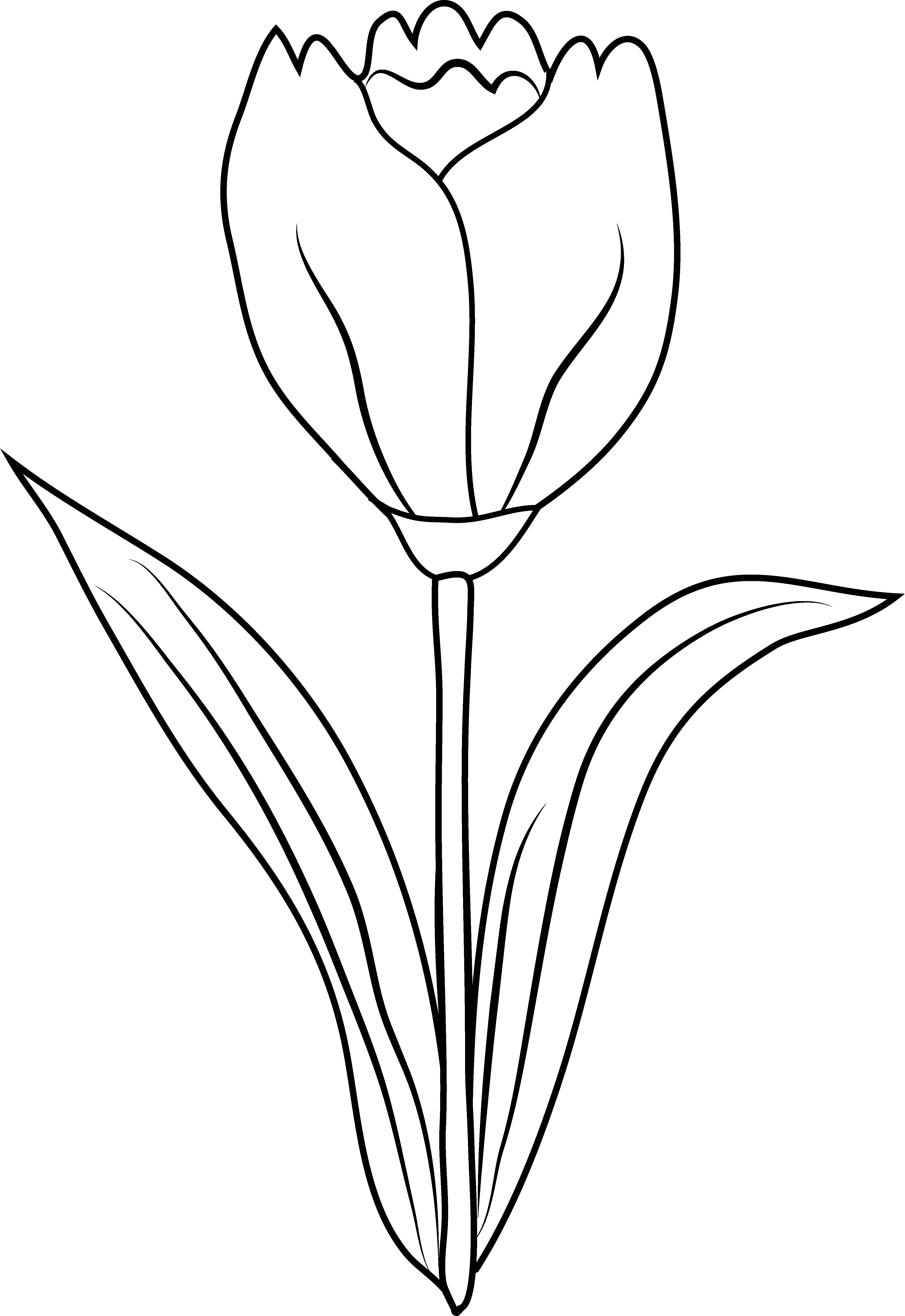Tulipán #30343