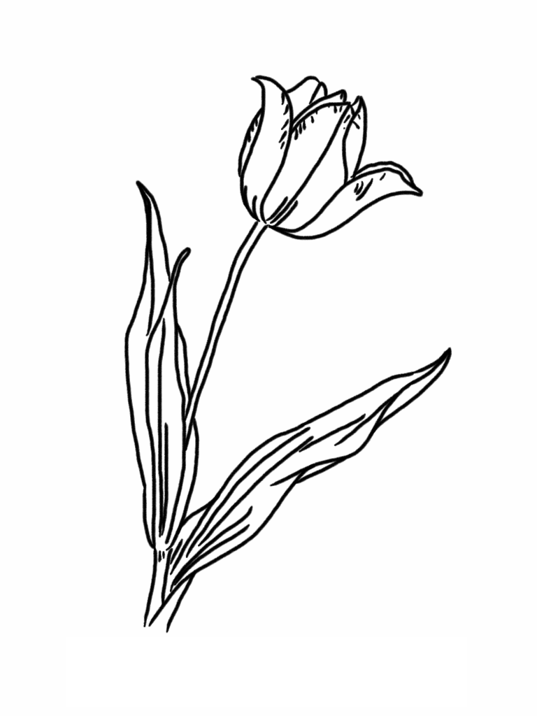 Tulipán #30347