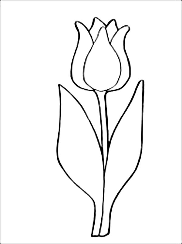 Tulipán #30349