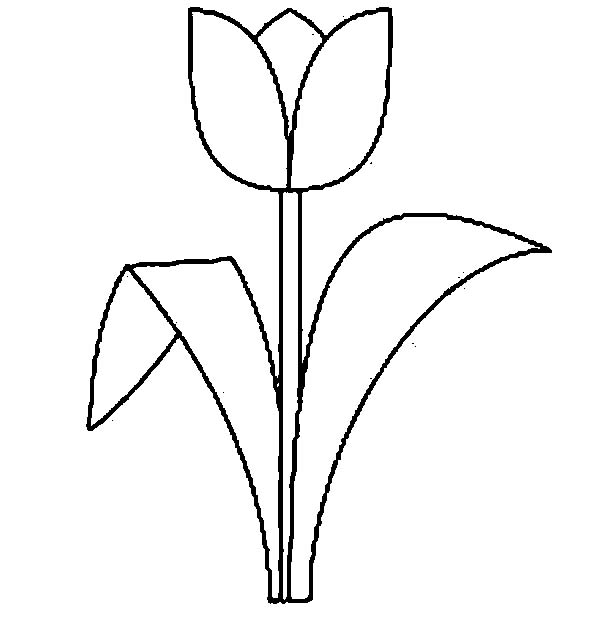 Tulipán #30350