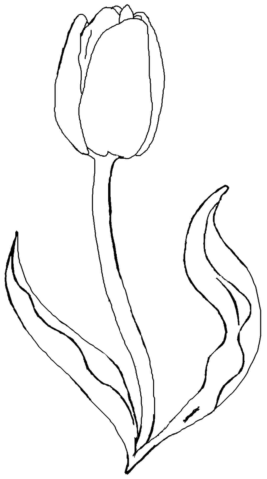 Tulipán #30352