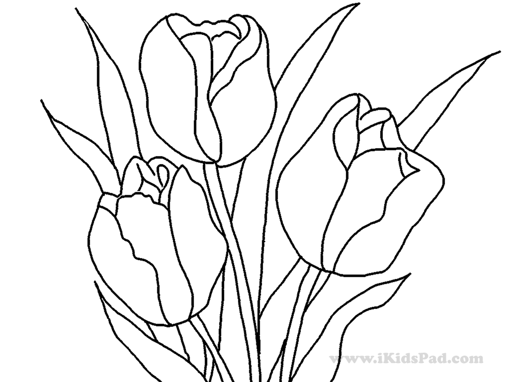 Tulipán #30353