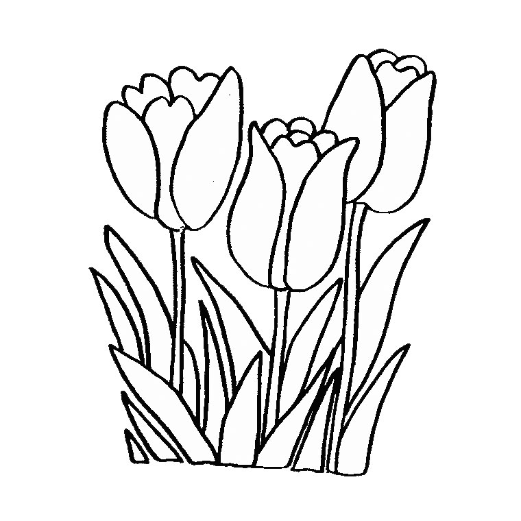Tulipán #30355
