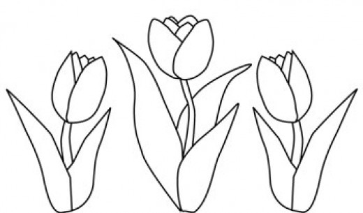 Tulipán #30360