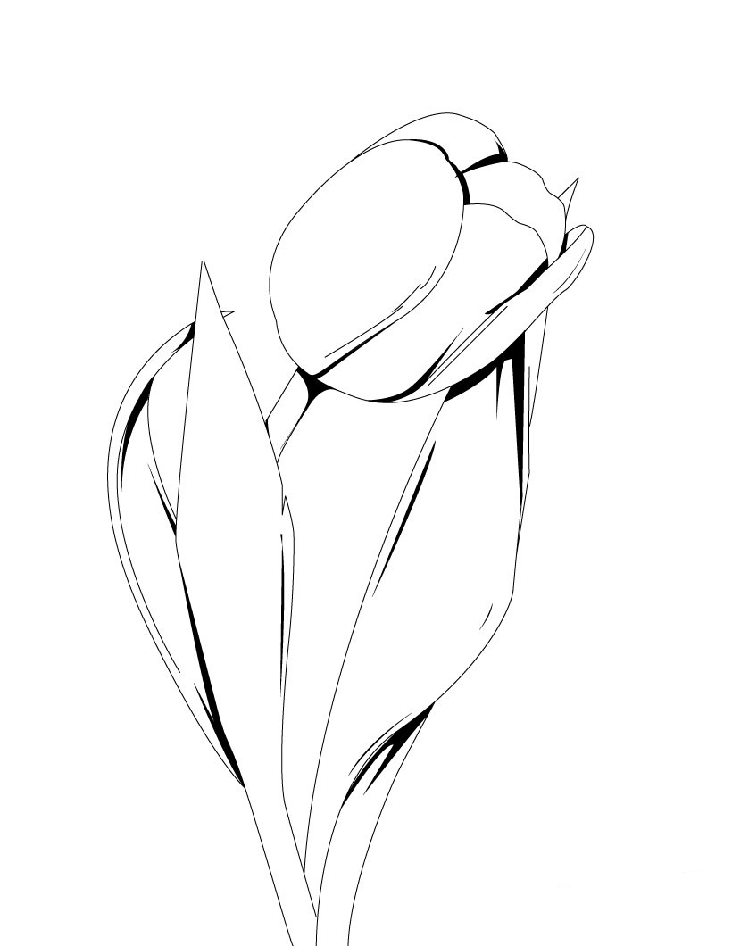 Tulipán #30361