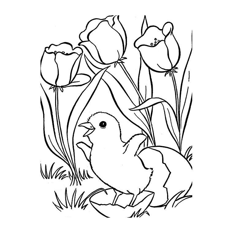 Tulipán #30362