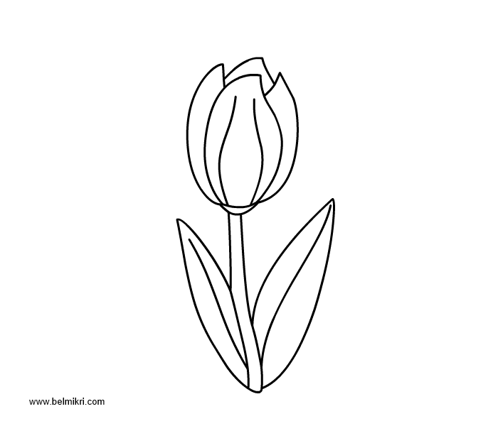 Tulipán #30364