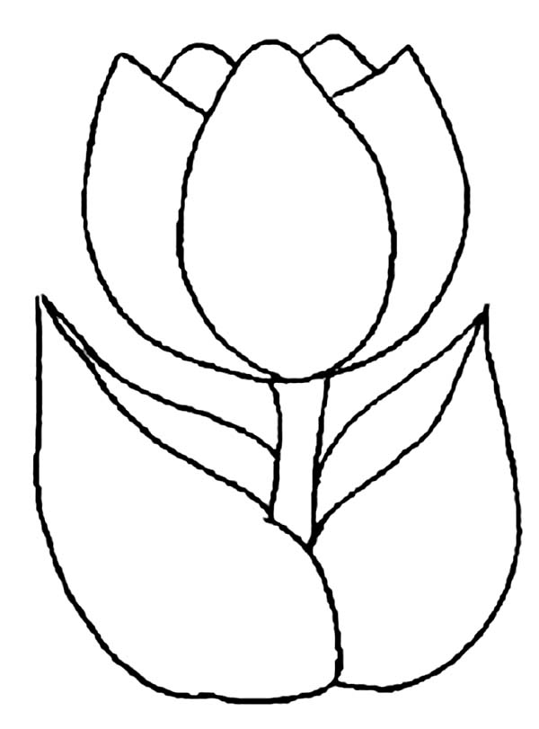 Tulipán #30365
