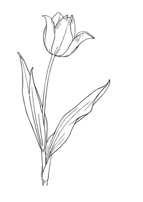 Tulipán #30367