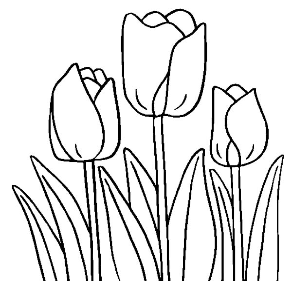 Tulipán #30368