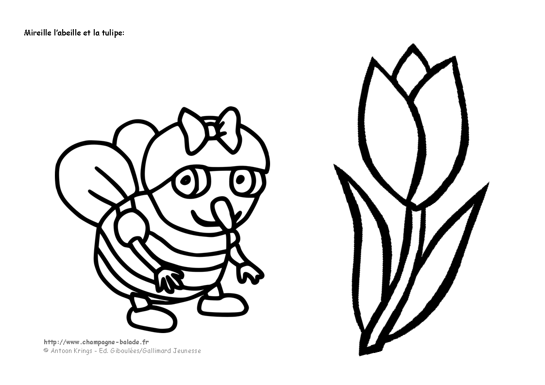 Tulipán #30369