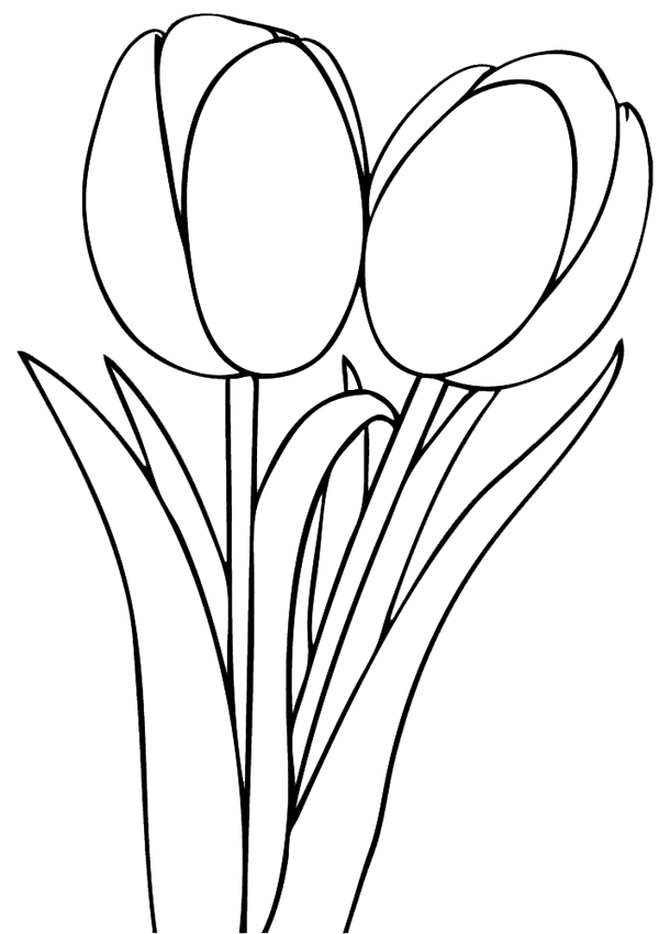 Tulipán #30370