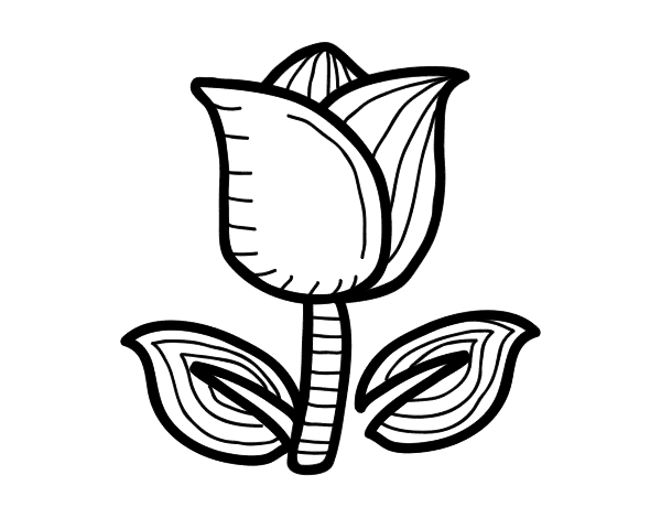 Tulipán #30372