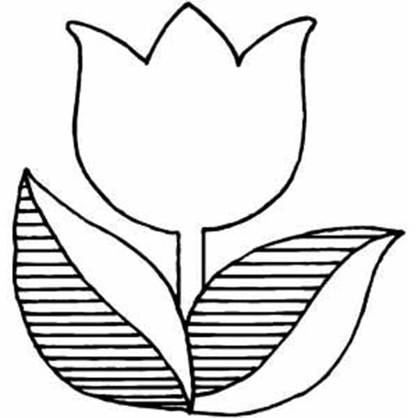 Tulipán #30376