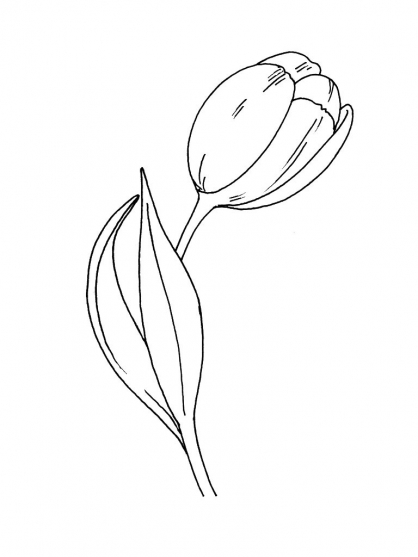 Tulipán #30377