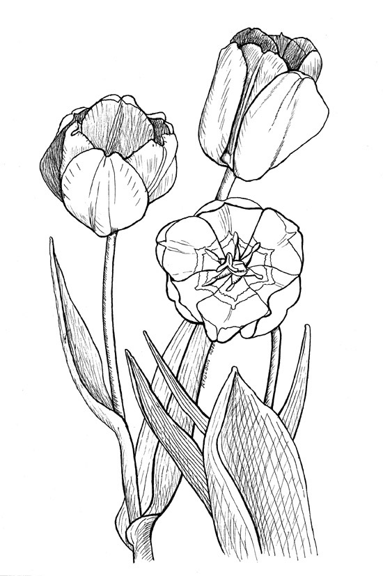 Tulipán #30383