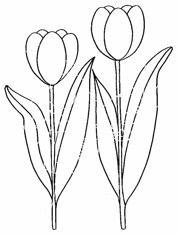 Tulipán #30384