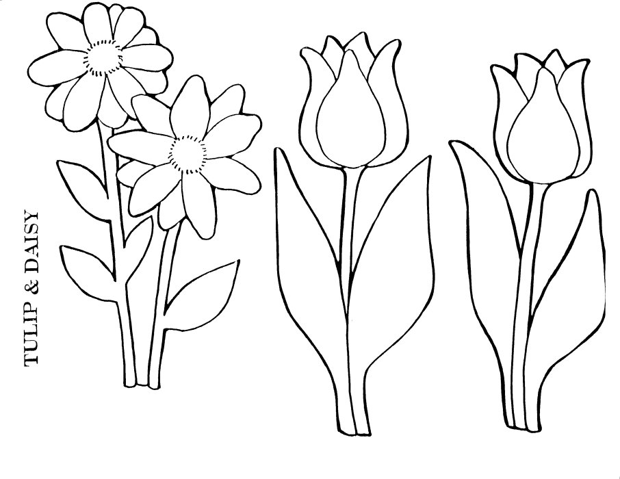 Tulipán #30385