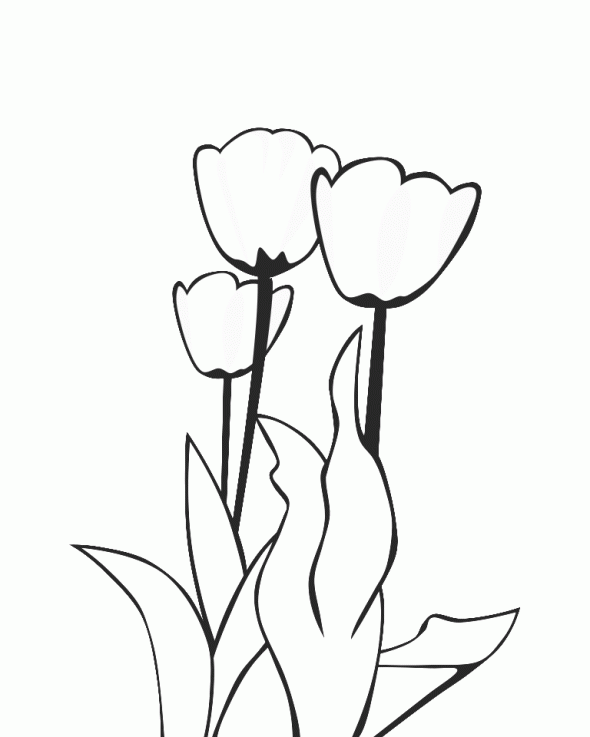 Tulipán #30389