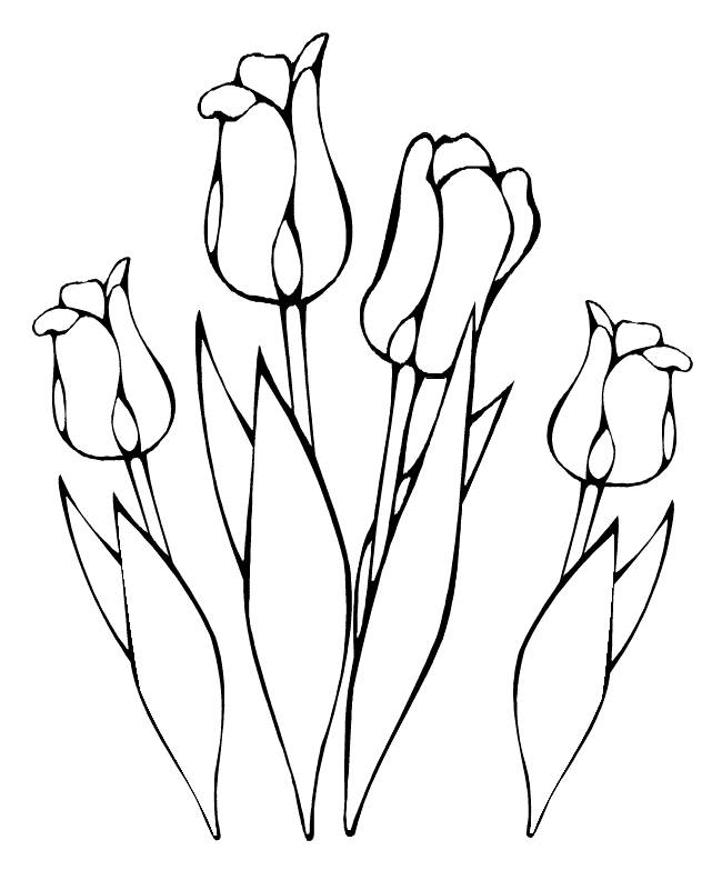 Tulipán #30390