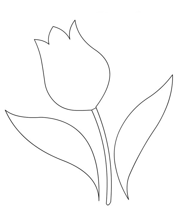Tulipán #30391
