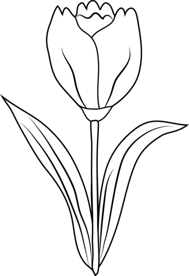 Tulipán #30392