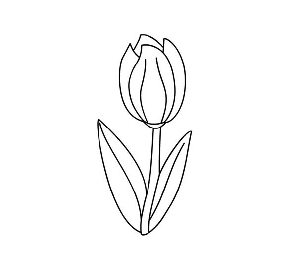 Tulipán #30393