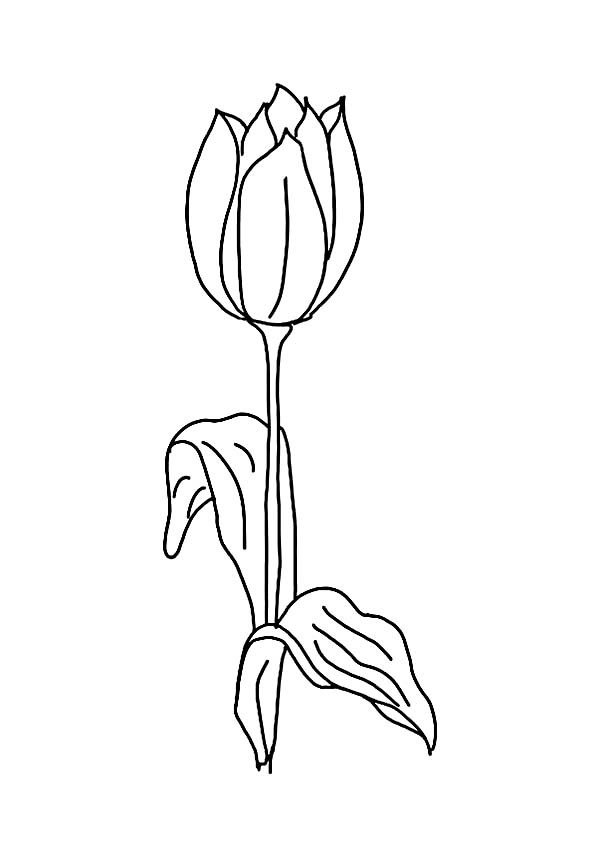 Tulipán #30394