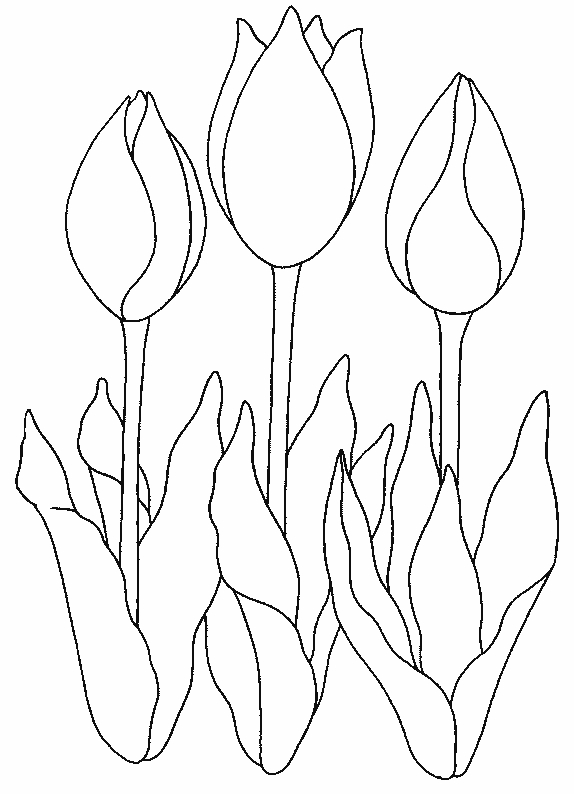 Tulipán #30396