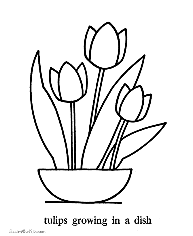 Tulipán #30397